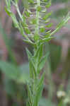 Field pepperweed